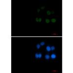 Phospho-RAD17 (Ser656) Recombinant Rabbit Monoclonal Antibody (K01_2L11)