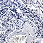 Phospho-RAD17 (Ser656) Antibody in Immunohistochemistry (Paraffin) (IHC (P))