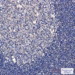 Phospho-TAOK1/TAOK2/TAOK3 (Ser181, Ser177) Antibody in Immunohistochemistry (Paraffin) (IHC (P))