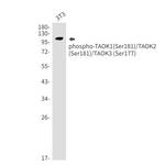 Phospho-TAOK1/TAOK2/TAOK3 (Ser181, Ser177) Antibody in Western Blot (WB)
