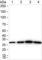 14-3-3 beta Antibody in Western Blot (WB)
