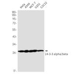 14-3-3 beta Antibody in Western Blot (WB)
