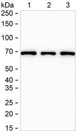 A-Raf Antibody in Western Blot (WB)