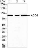 Aconitase 2 Antibody in Western Blot (WB)