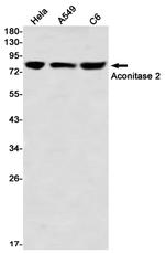Aconitase 2 Antibody in Western Blot (WB)