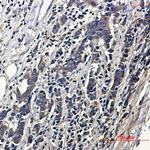 ACTR1B Antibody in Immunohistochemistry (Paraffin) (IHC (P))