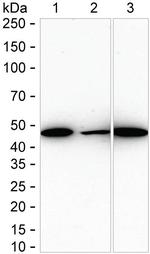 ACTR1B Antibody in Western Blot (WB)