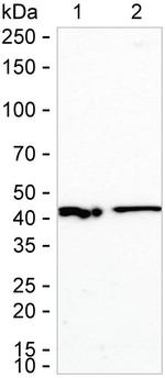 ADK Antibody in Western Blot (WB)