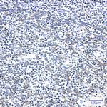 Adenylate Kinase 2 Antibody in Immunohistochemistry (Paraffin) (IHC (P))