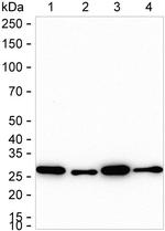 Adenylate Kinase 2 Antibody in Western Blot (WB)