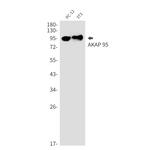 AKAP8 Antibody in Western Blot (WB)