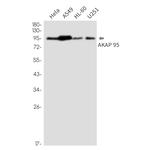 AKAP8 Antibody in Western Blot (WB)