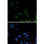 AMPK gamma-1 Recombinant Rabbit Monoclonal Antibody (K01_2L37)