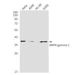 AMPK gamma-1 Antibody in Western Blot (WB)