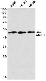 STAMBP Recombinant Rabbit Monoclonal Antibody (K01_2L38)