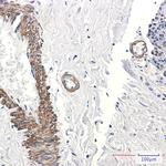 AP2 gamma Antibody in Immunohistochemistry (Paraffin) (IHC (P))