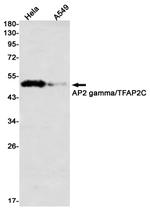 AP2 gamma Antibody in Western Blot (WB)