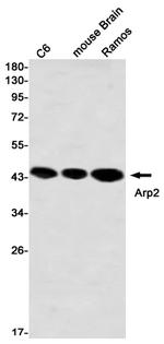 Arp2 Antibody in Western Blot (WB)