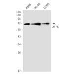ATF6 Antibody in Western Blot (WB)