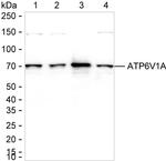 ATP6V1A Antibody in Western Blot (WB)