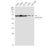 ATP6V1A Antibody in Western Blot (WB)