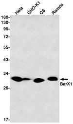 BarX1 Recombinant Rabbit Monoclonal Antibody (K01_2L50)