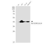 Bcl-G Antibody in Western Blot (WB)