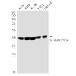 Bcl-G Antibody in Western Blot (WB)