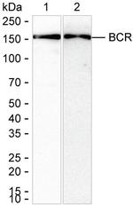 BCR Antibody in Western Blot (WB)