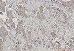 BID Antibody in Immunohistochemistry (Paraffin) (IHC (P))