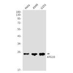 BID Antibody in Western Blot (WB)