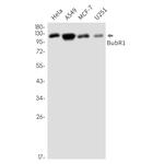 BUBR1 Antibody in Western Blot (WB)