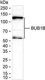 BUBR1 Antibody in Western Blot (WB)