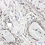 CAB39 Antibody in Immunohistochemistry (Paraffin) (IHC (P))