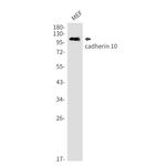 CDH10 Antibody in Western Blot (WB)