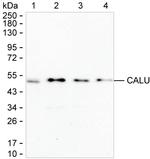 Calumenin Antibody in Western Blot (WB)