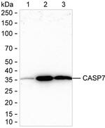 Caspase 7 Antibody in Western Blot (WB)