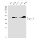 Caspase 7 Antibody in Western Blot (WB)