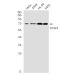 CD229 Recombinant Rabbit Monoclonal Antibody (K01_2L74)