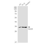 CDC34 Recombinant Rabbit Monoclonal Antibody (K01_2L77)