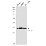 CDC34 Antibody in Western Blot (WB)