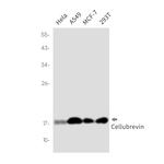 VAMP3 Antibody in Western Blot (WB)