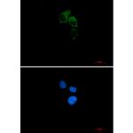 CEP55 Recombinant Rabbit Monoclonal Antibody (K01_2L83)