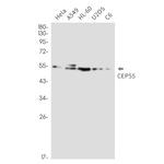 CEP55 Antibody in Western Blot (WB)