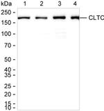 Clathrin Heavy Chain Antibody in Western Blot (WB)