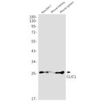 CLIC1 Antibody in Western Blot (WB)