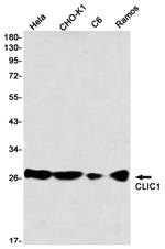 CLIC1 Antibody in Western Blot (WB)