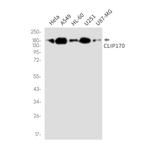CLIP1 Antibody in Western Blot (WB)