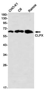 CLPX Antibody in Western Blot (WB)