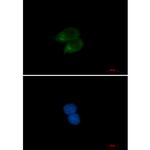 CLSTN1 Recombinant Rabbit Monoclonal Antibody (K01_2L90)
